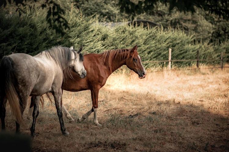 Le Ranch Amadeus Bed & Breakfast Saint-Paul-en-Born Dış mekan fotoğraf